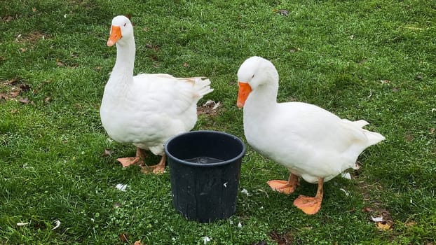 White Goose, two birds on meadow with basket of water