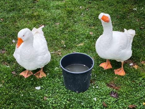 White Goose, two birds on meadow with basket of water