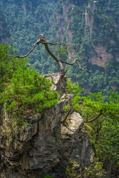 Old dead tree growing on top of the stone pillar of Tianzi mountains in Zhangjiajie National park, a famous tourist attraction, Wulingyuan, Hunan Province, China