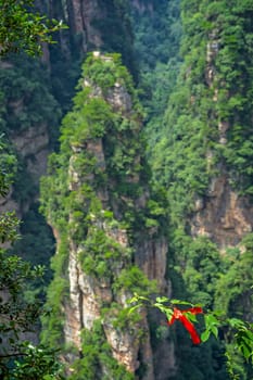 Defocused memorial religious meaning red ribbon attached to a leafy tree branch in front of vertical karst pillar rock formation, as seen from the Enchanting terrace viewpoint, Avatar mountains nature park, Zhangjiajie, China