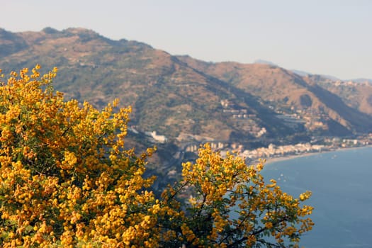 The sicilian coastline with the yellow flowers in Italy