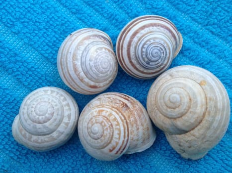 Striped mediterranean seashells on a blue background