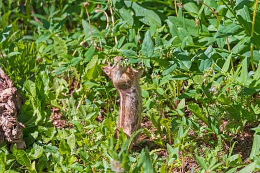 A Golden Mantled Ground Squirrel Feeding on Flowers in Cedar Breaks National Monument in Utah