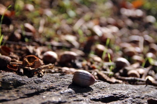 Close up of a nut during autumn season
