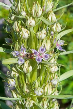 Busy Bee on Elkweed in the Mountains in Cedar Breaks National Monument in Utah