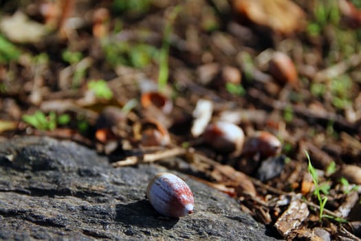 Close up of a nut during autumn season
