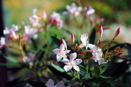 Close up of white and pink flowers