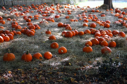 A field of orange pumpkins during fall in New York City