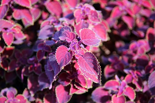 Close up of a coleus houseplant plant