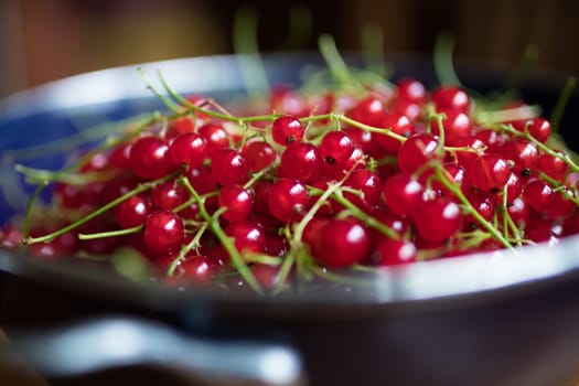 red currants in a blue colander on a wooden table. Ripe red currant berries. Close up view