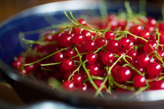red currants in a blue colander on a wooden table. Ripe red currant berries. Close up view