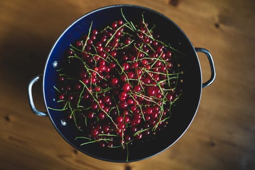 red currants in a blue colander on a wooden table. Ripe red currant berries. Close up view