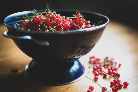 red currants in a blue colander on a wooden table. Ripe red currant berries. Close up view