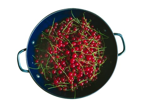 red currants in a blue colander on a white background. Ripe red currant berries. Close up view
