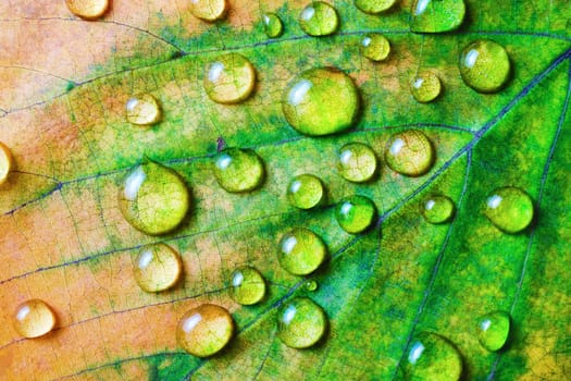 Bright green autumn leaf with water droplets. Macro photography. Flat lay.