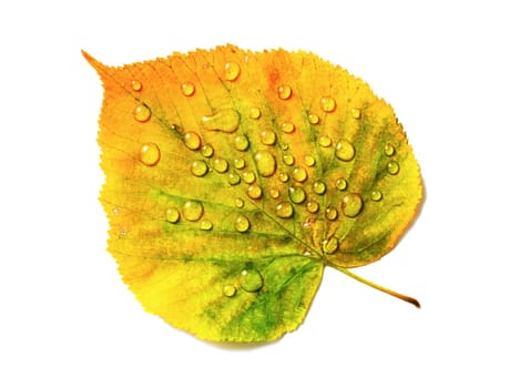 Autumn leaf with water drops isolated on white background. Flat lay.