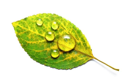 Green autumn leaf with water droplets isolated on white background. Macro photography. Flat lay.