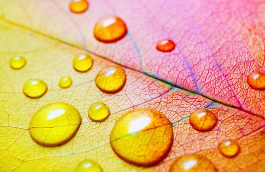 Macro photography of bright autumn leaf with water droplets. Shallow depth of field. Selective focus.