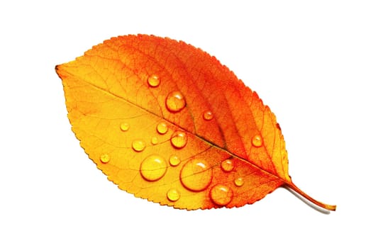Beautiful bright autumn leaf with water droplets isolated on white background. Macro photography. Flat lay.