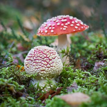 two Fly agaric mushrooms (Amanita muscaria) in the autumn in the forest