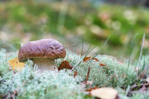 a porcini mushroom (Boletus edulis) in the autumn in the forest