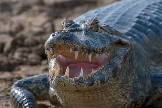 Spectacled caiman (Caiman crocodilus yacare),portrait,frontal,Pantanal,Mato Grosso,Brazil