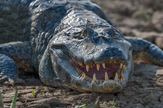 Spectacled caiman (Caiman crocodilus yacare) shows the teeth,portrait,frontal,Pantanal,Mato Grosso,Brazil