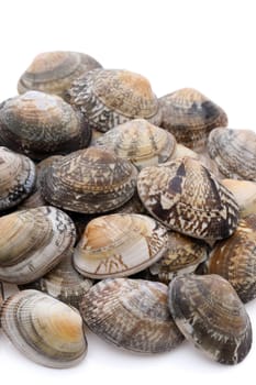Stack of Japanese asari clams on white background