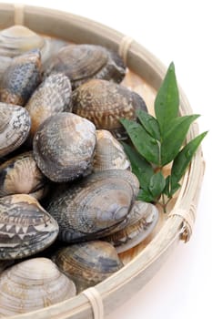 Japanese asari clams in a bamboo basket on white background