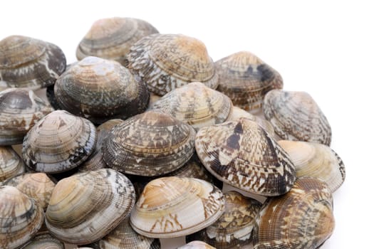 Stack of Japanese asari clams on white background