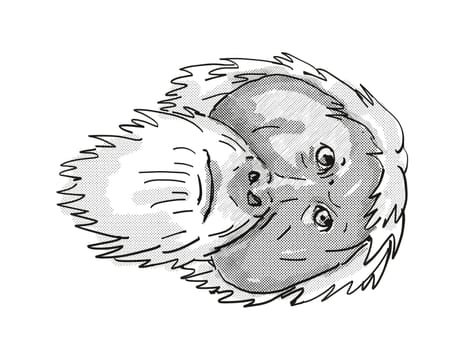 Retro cartoon style drawing of head of an Tapanuli Orang-utan or Pongo Tapanuliensis , an endangered wildlife species on isolated white background done in black and white.