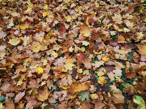 Lush Foliage In Autumn, ground coverd with leaves