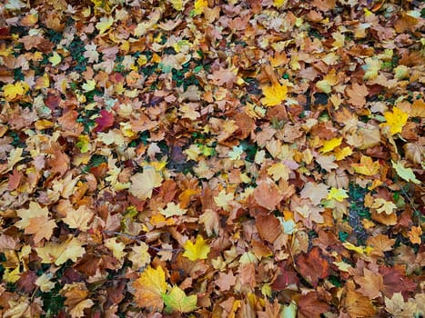 Lush Foliage In Autumn, ground coverd with leaves