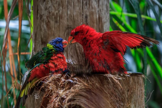 colorful parrots in Loro Park in Tenerife Canary islands. Spain