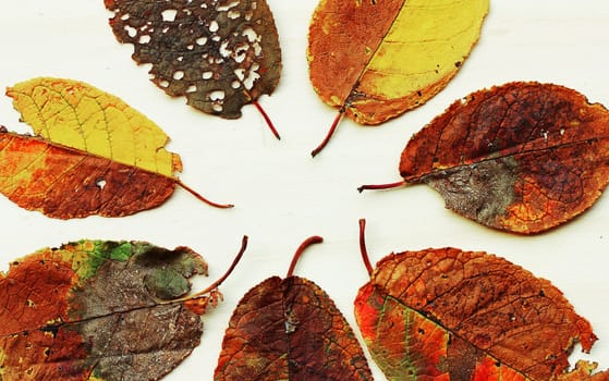 Various colourful autumn leaves on a light wood background