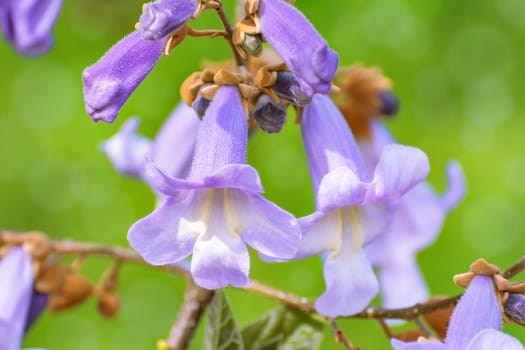 Flowers of Paulownia Fortunei in the Spring