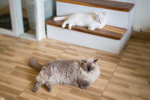 Domestic cat chilled in coffee shop, stock photo