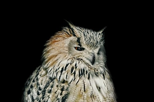 Portrait of Owl over the Black Background