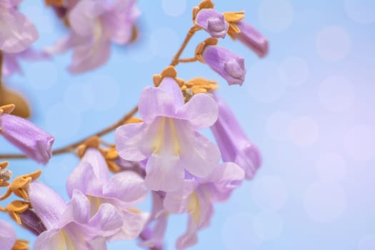 Flowers of Paulownia Fortunei in the Spring