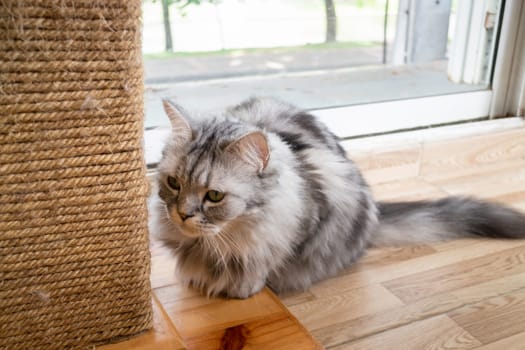 Domestic cat chilled in coffee shop, stock photo