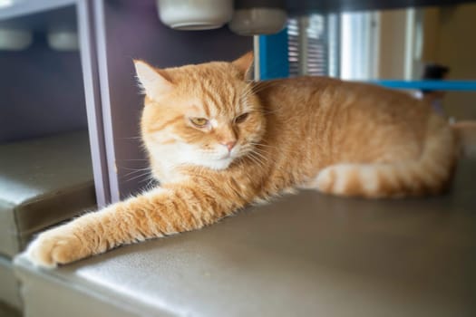 Domestic cat chilled in coffee shop, stock photo