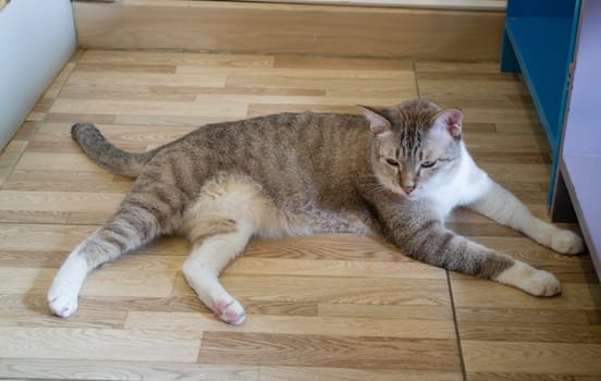 Domestic cat chilled in coffee shop, stock photo