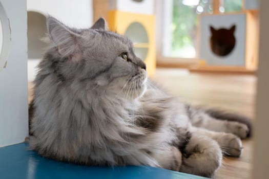 Domestic cat chilled in coffee shop, stock photo