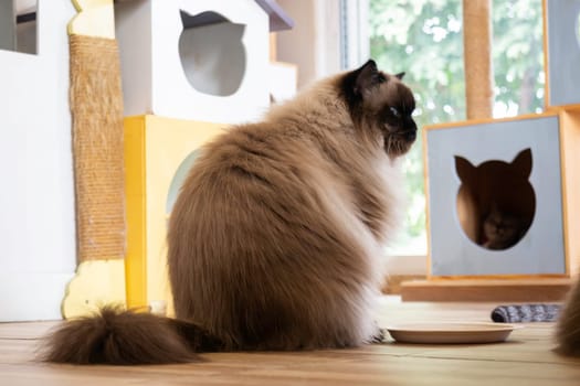 Domestic cat chilled in coffee shop, stock photo