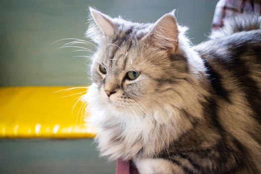 Domestic cat chilled in coffee shop, stock photo
