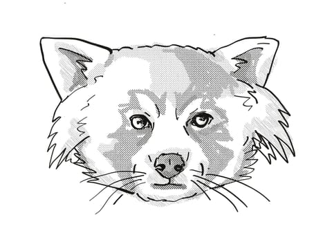 Retro cartoon style drawing of head of a Red Panda, a cat-sized species of carnivorous mammal and an endangered wildlife species on isolated white background done in black and white.