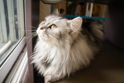 Domestic cat chilled in coffee shop, stock photo