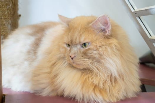 Domestic cat chilled in coffee shop, stock photo
