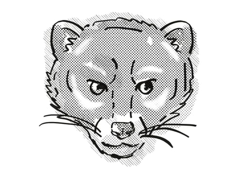 Retro cartoon style drawing of head of a Malayan Civet or Viverra Tangalunga , an endangered wildlife species on isolated white background done in black and white.