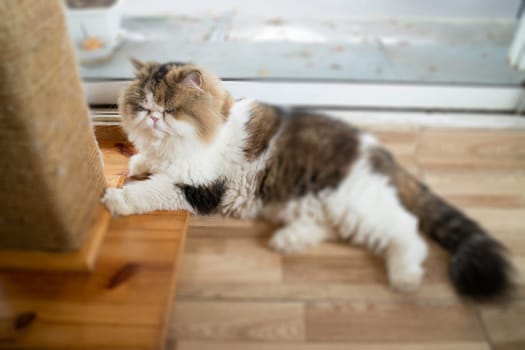 Domestic cat chilled in coffee shop, stock photo